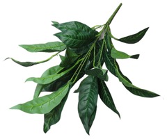 Фикус крупнолистный куст