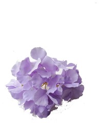 Гортезия сиреневая