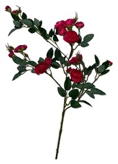 Роза кустовая фуксия