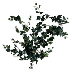 Плющ ампельный 2
