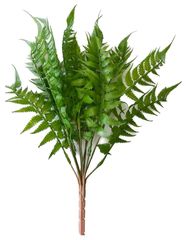 Папоротник Орляк кустовой 45 см