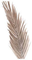 Лист Финиковой пальмы 150-200 см