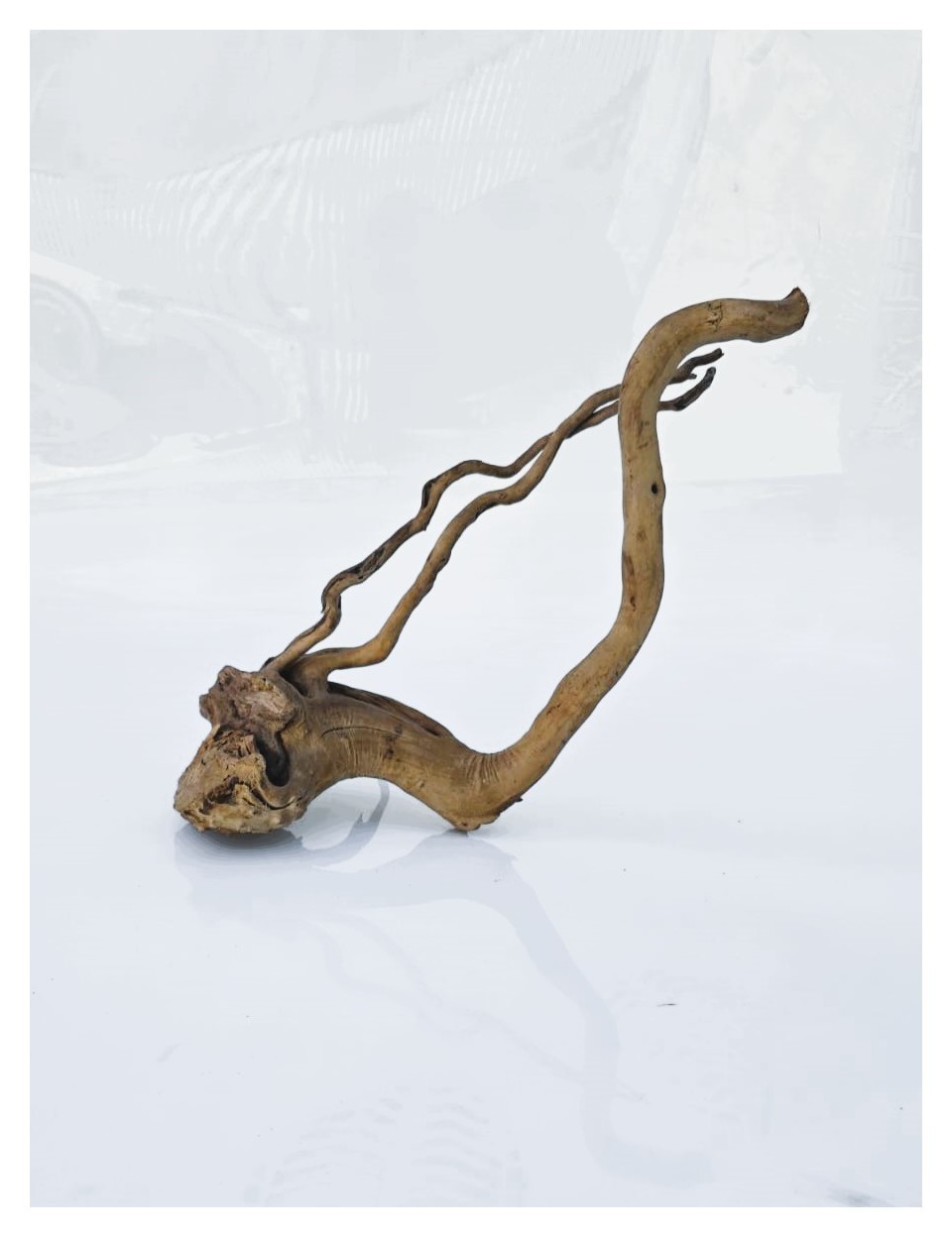 Коряга 3