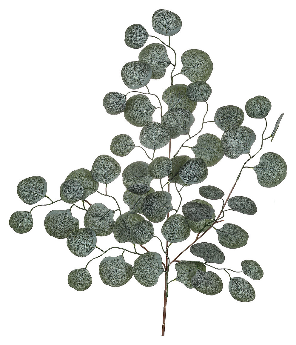 Эвкалипт