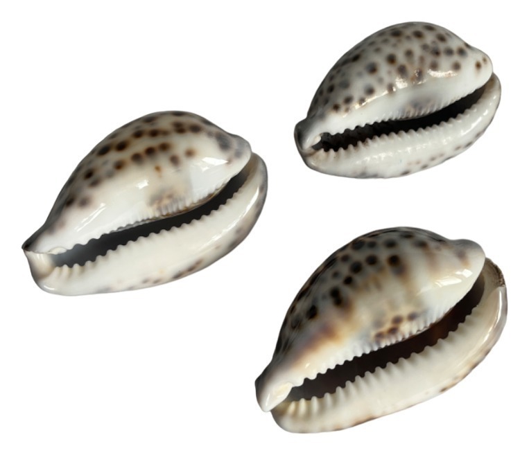 Раковины морские. Набор 1.