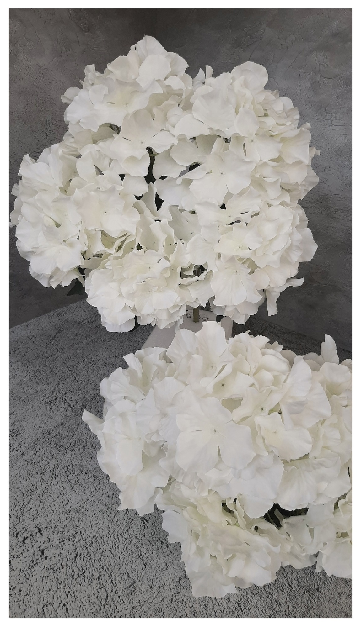 Гортензия "WHITE x 5"