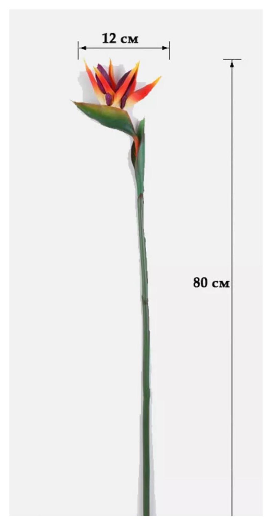 Стрелиция 80 см