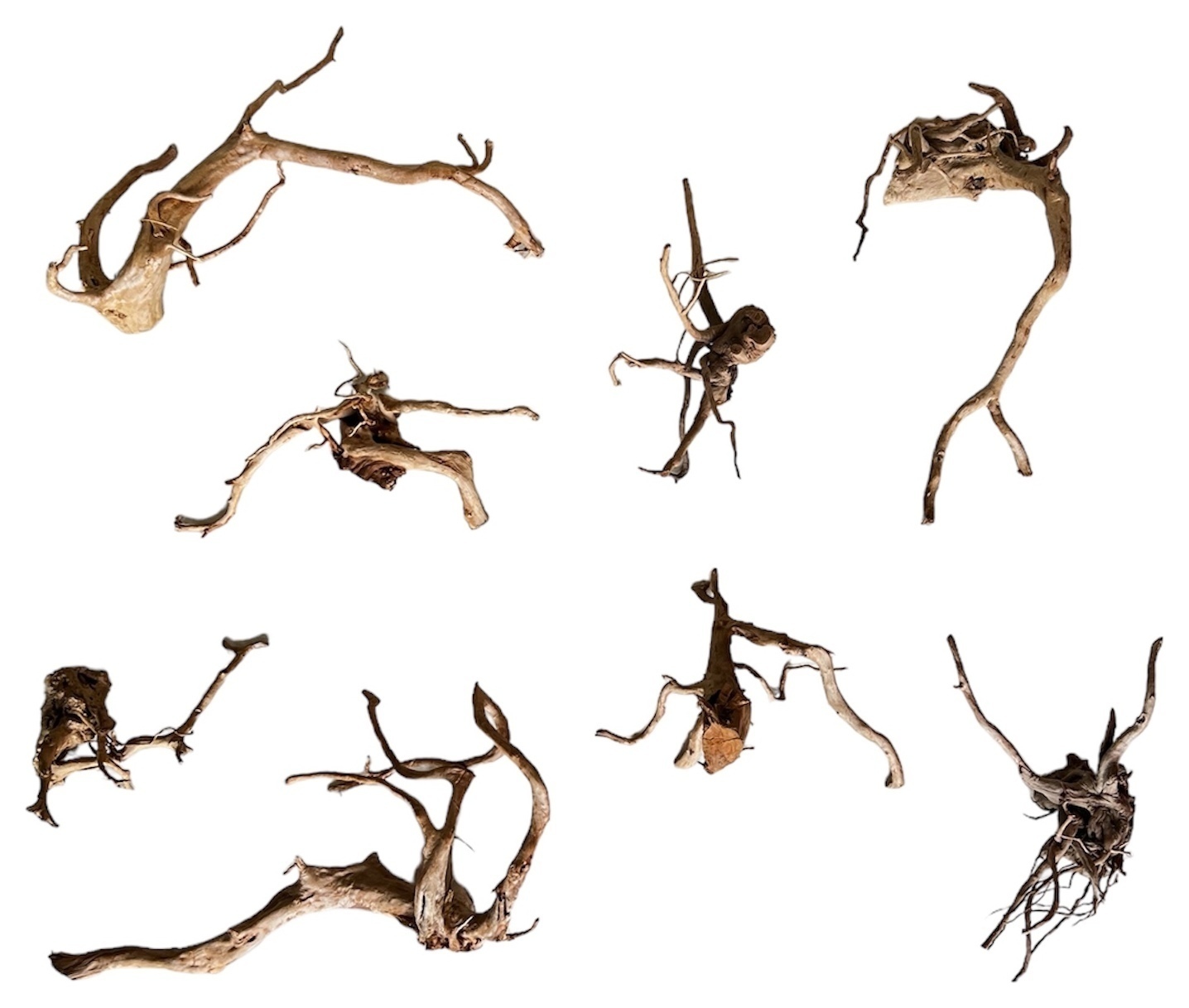 Коряга "Корень азалии"