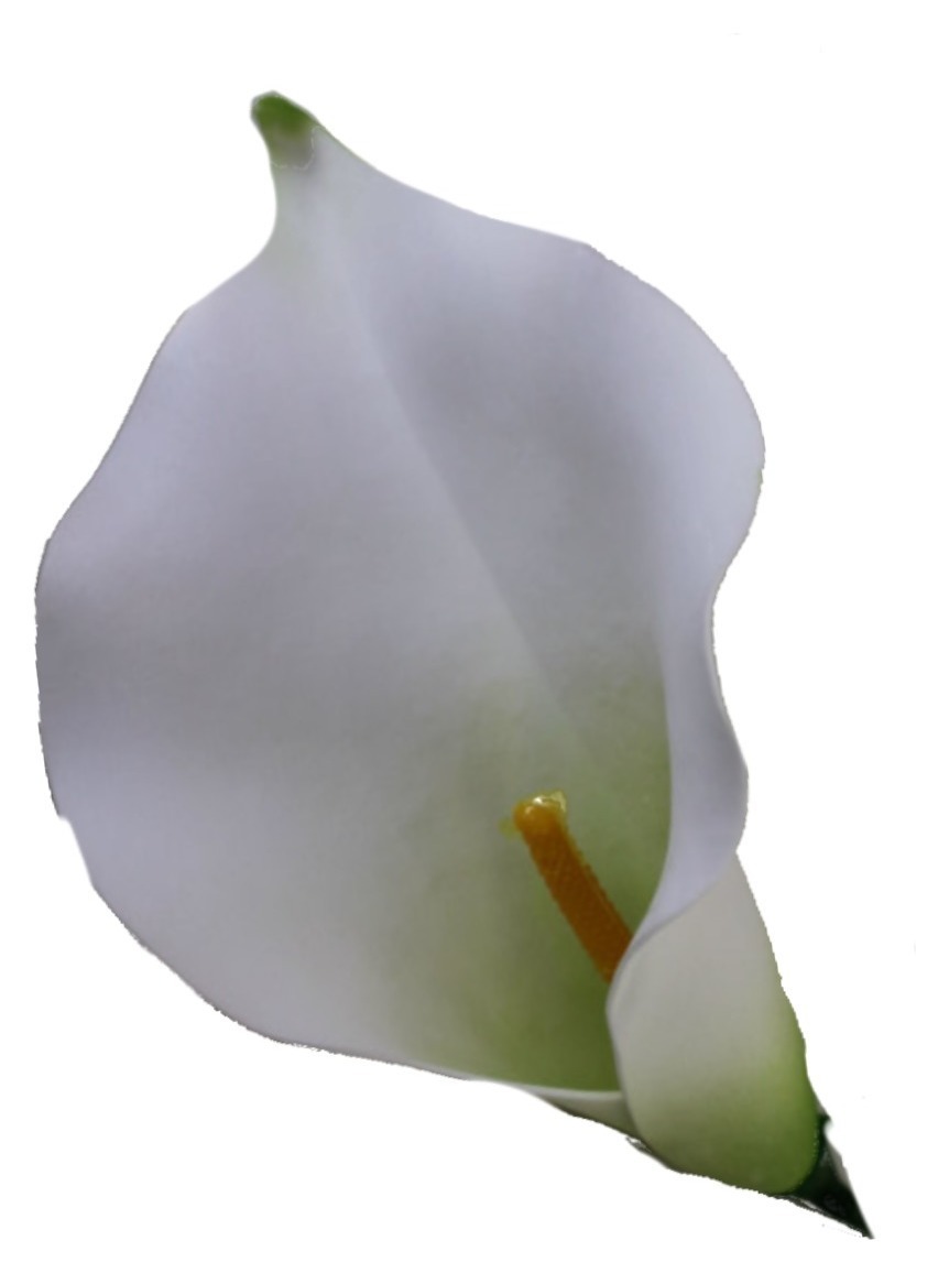 Калла бела , голова