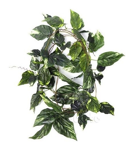 Лиана зелёная