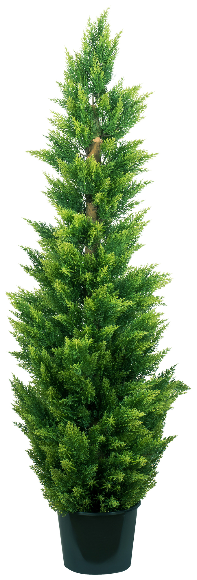 Кипарис 120 см.