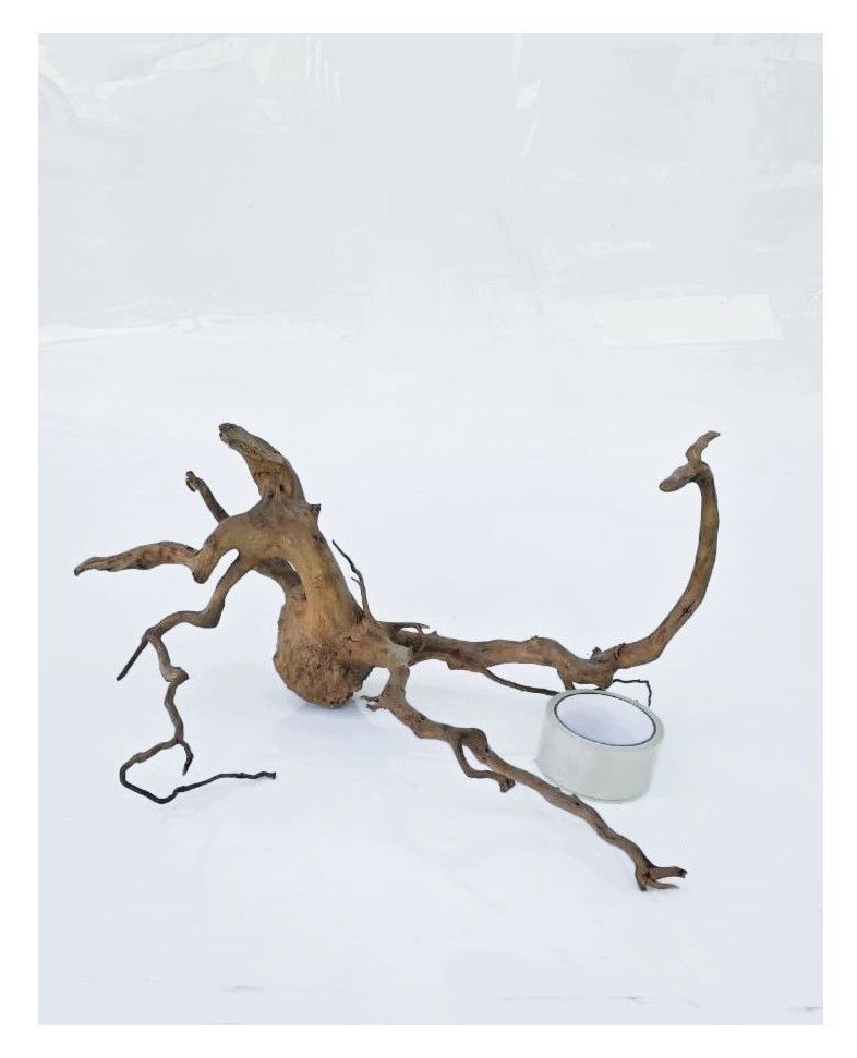 Коряга 5