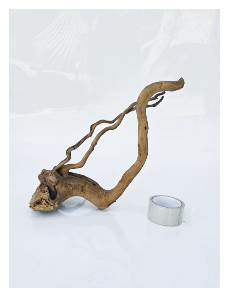 Коряга 3
