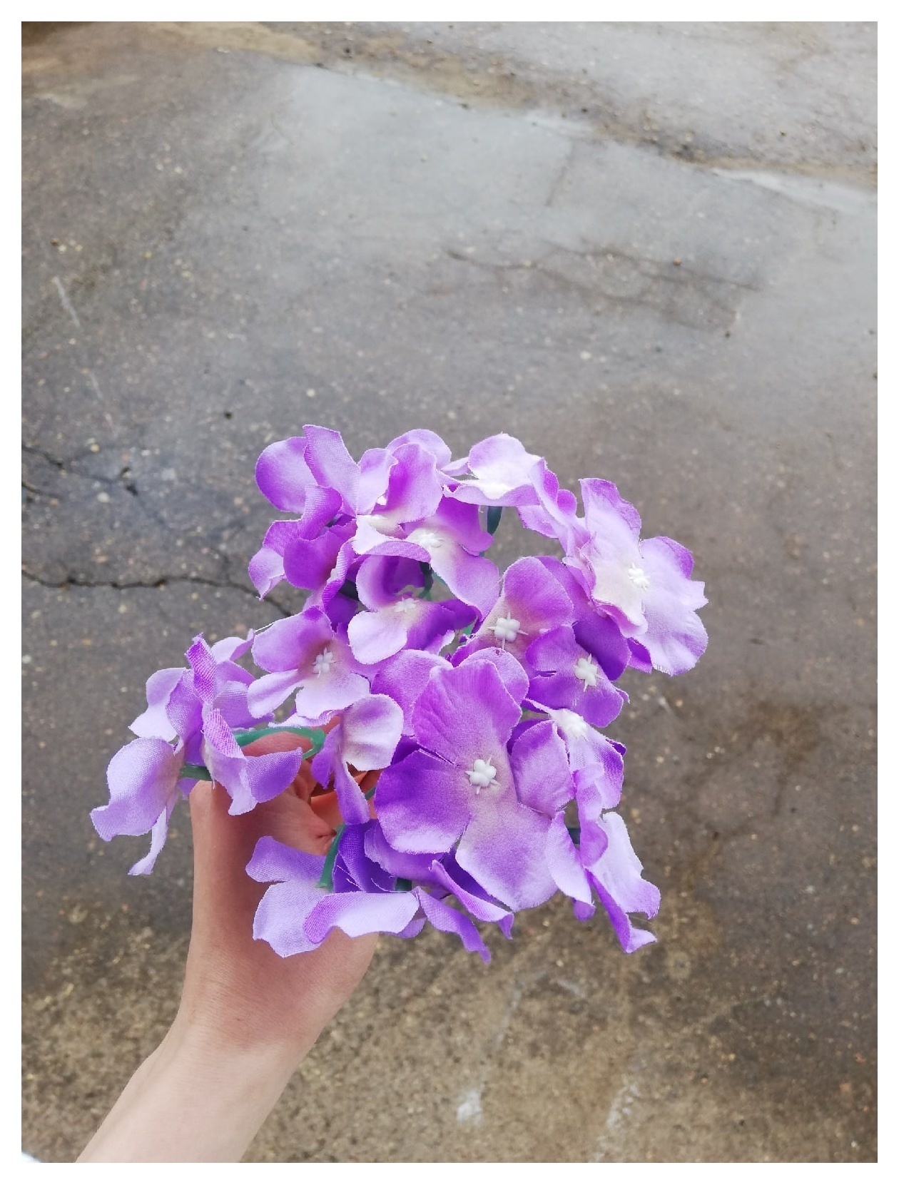 Гортезия сиреневая