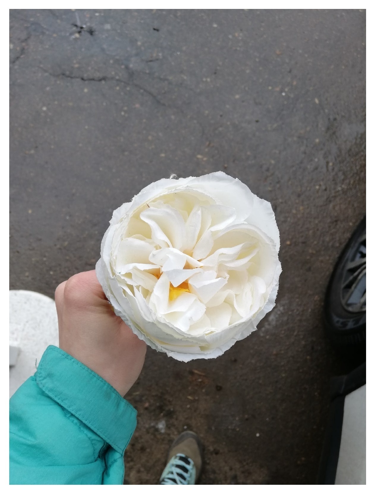 Роза белая пионовидная