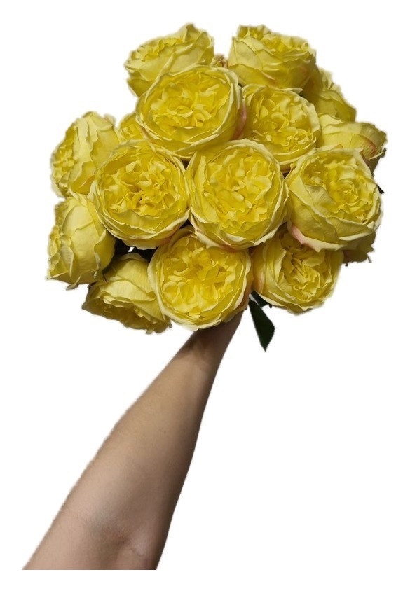 Роза "Каталина"