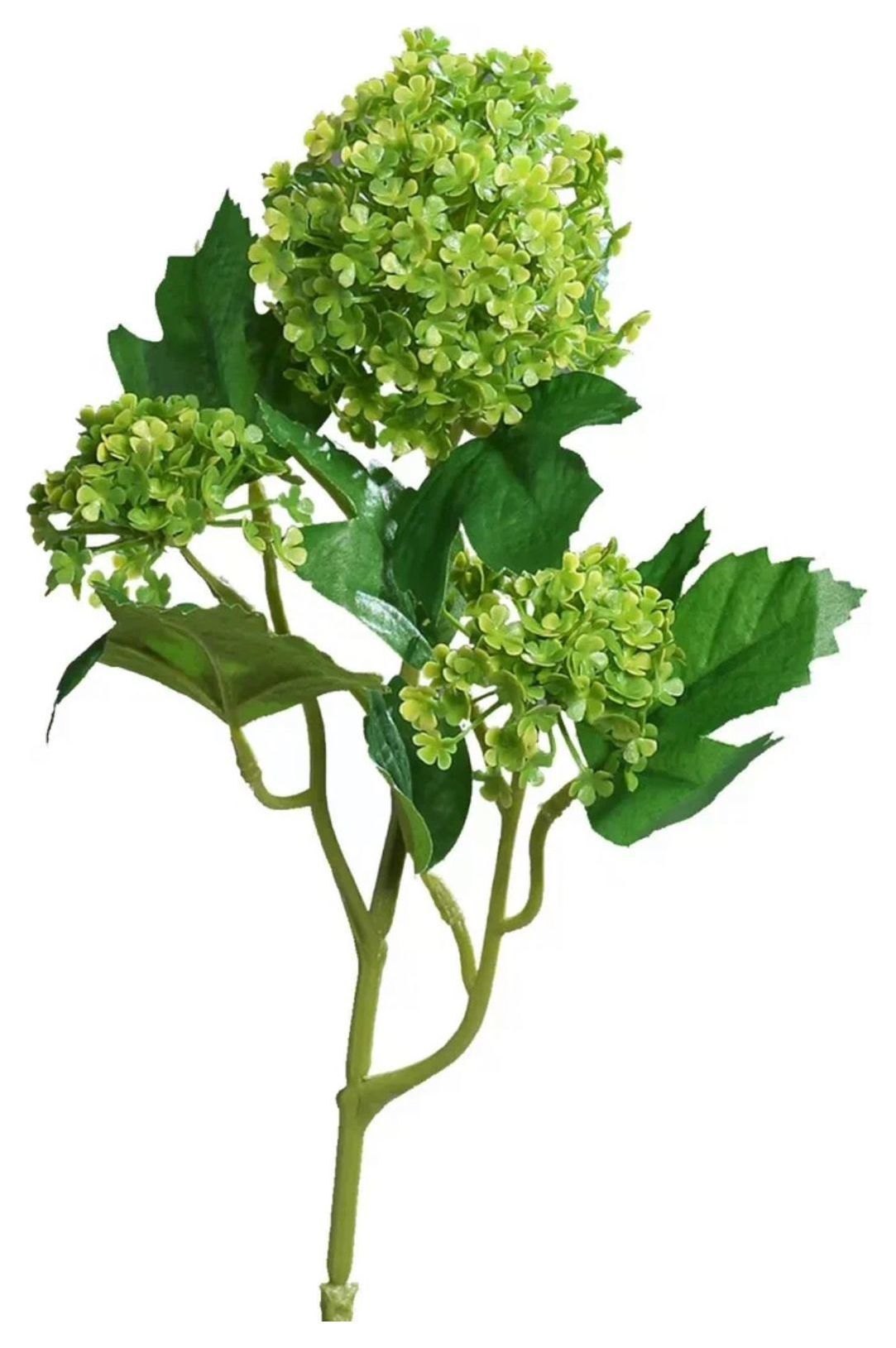 Вибурнум  "GREEN"