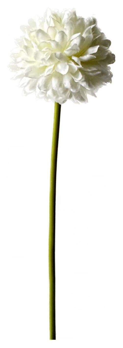 Алиум