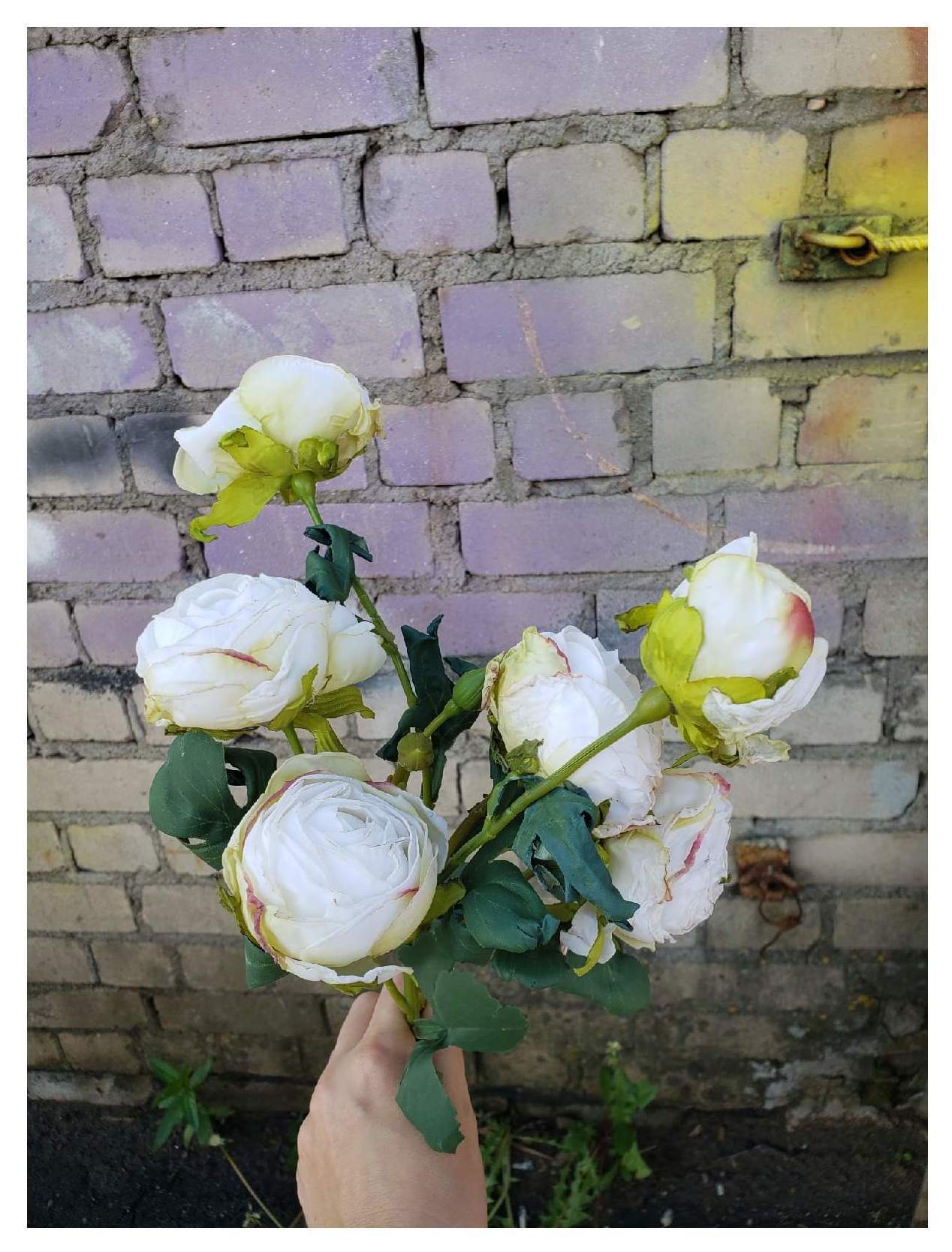 Роза кустовая белая Мелисса