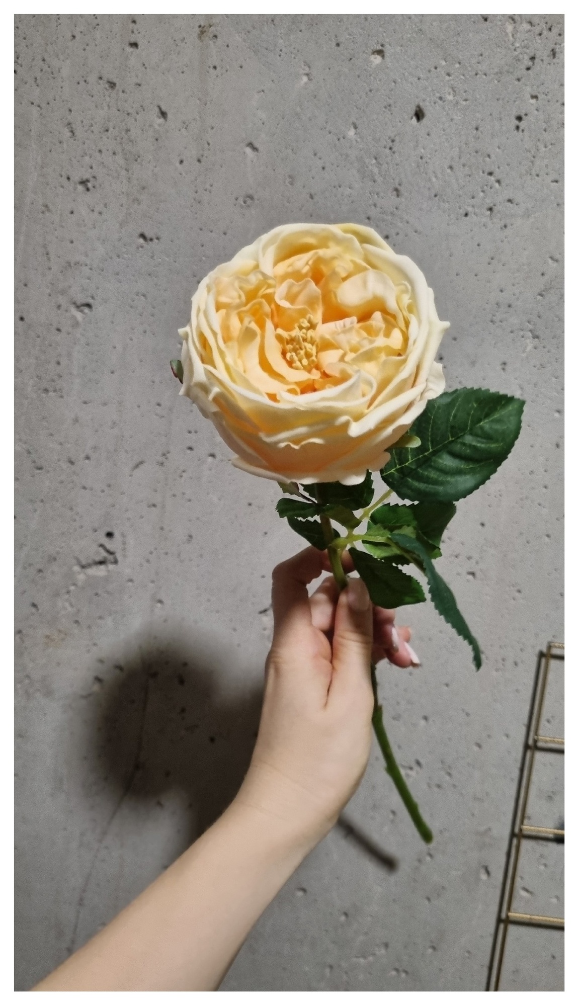 Роза "Джульетта"
