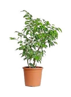 Фикус без корзины в кашпо (прокат)