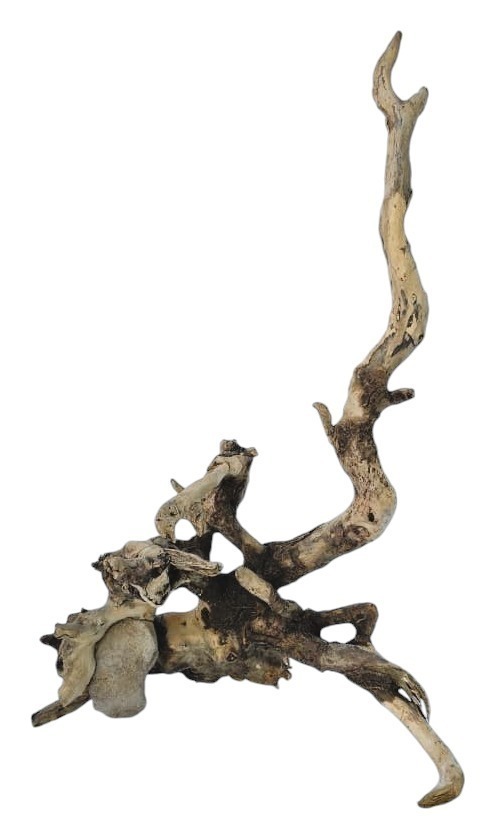 Коряга 1