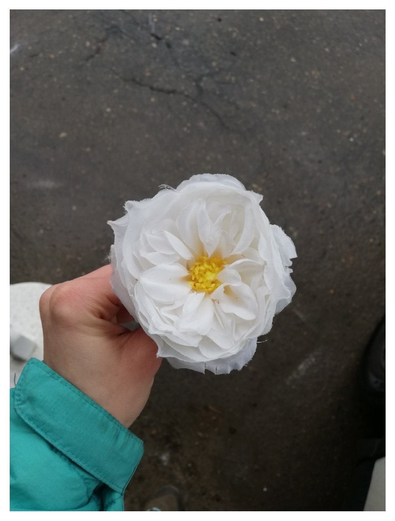 Роза белая пионовидная