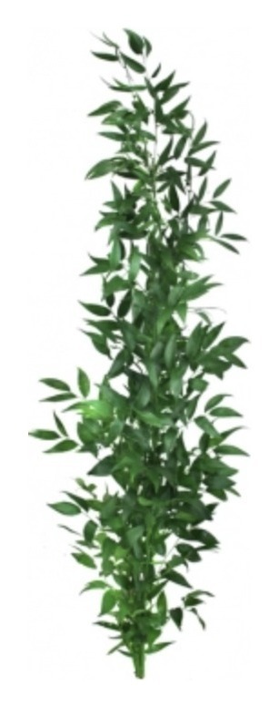 Рускус италия ветка (80-100 см)