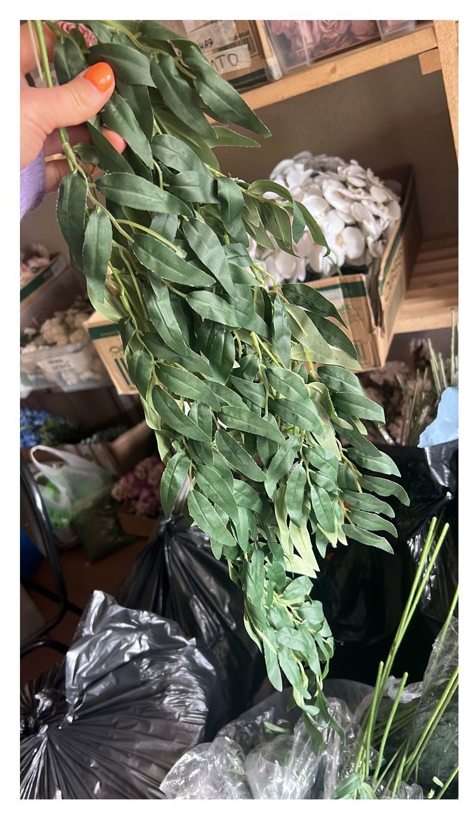 Рускус ветки