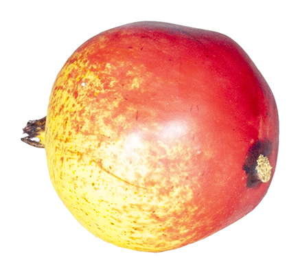 Муляж Гранат 8