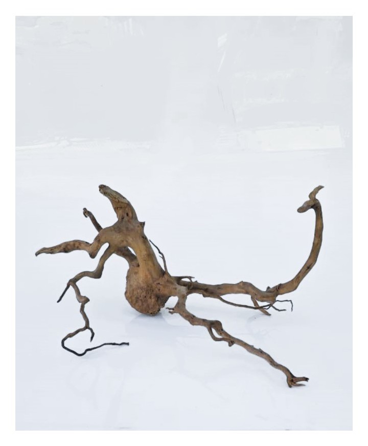 Коряга 5