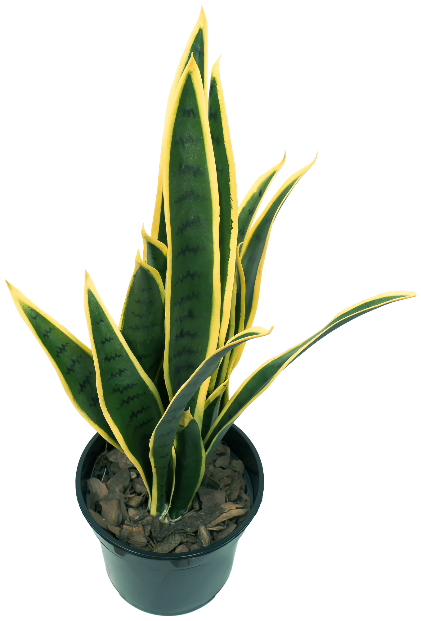 Сансевиерия Лауренти 60 см.