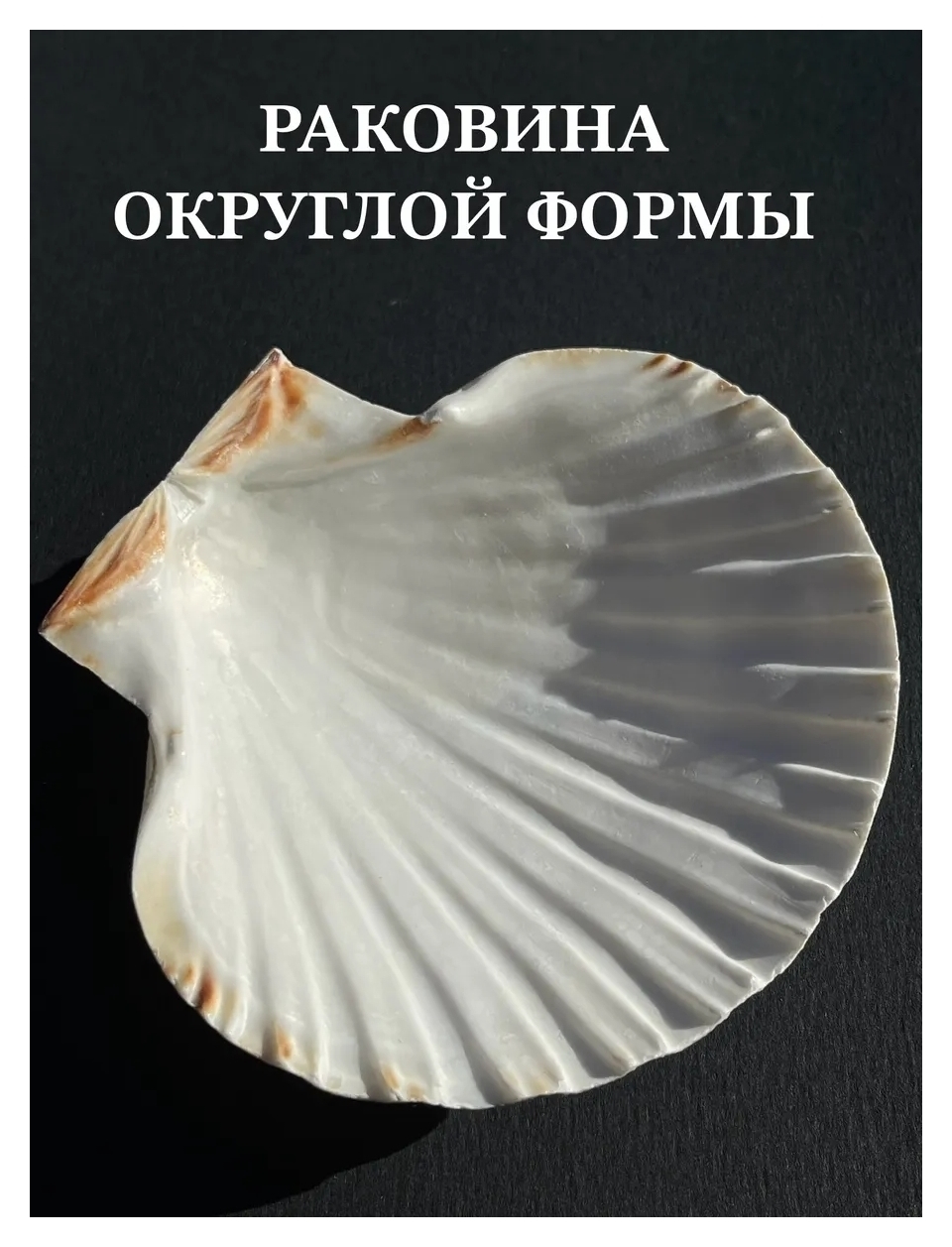 Ракушка - морской гребешок