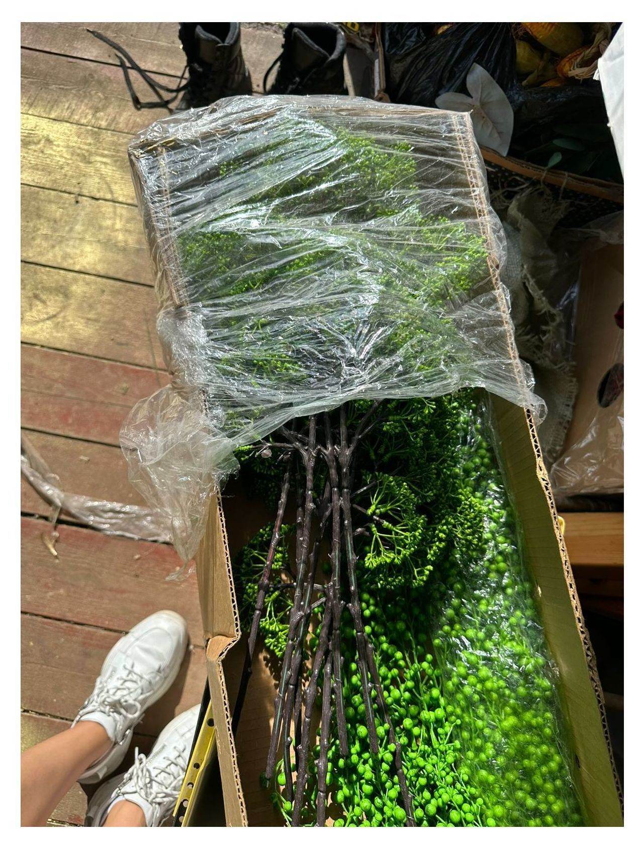 Трахелиум  "GREEN"