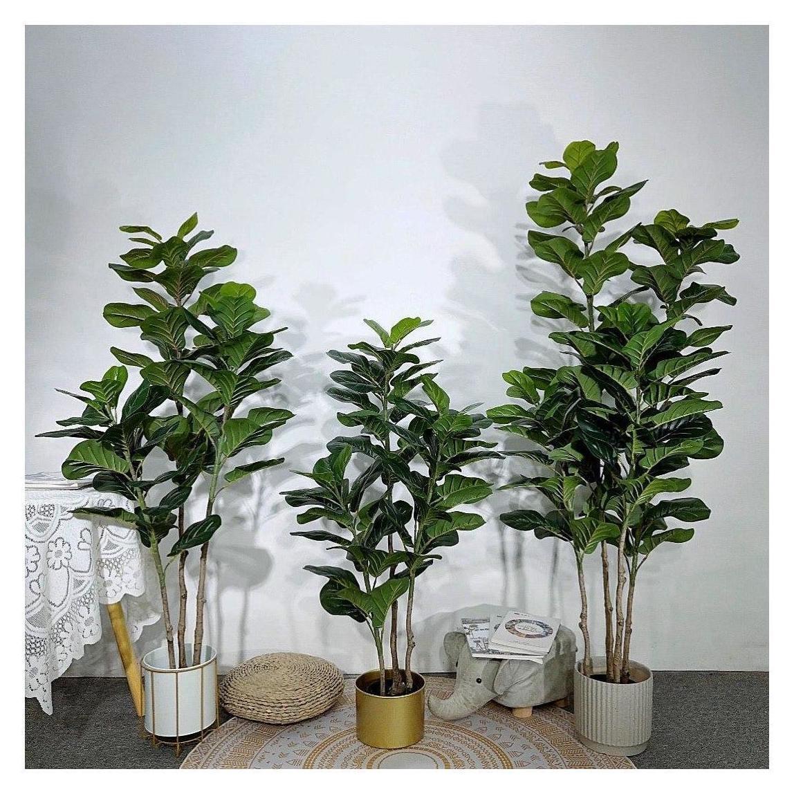 Фикус Лирата 220 см