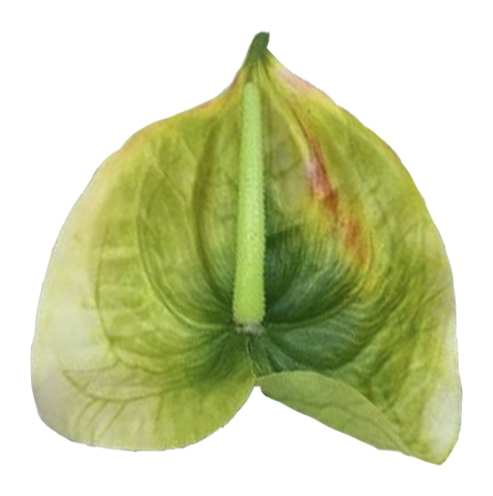 Антуриум "GREEN"