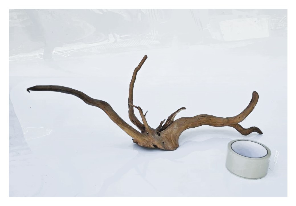 Коряга 4