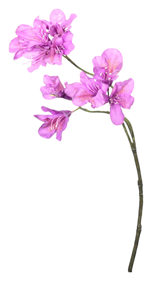 Рододендрон 80