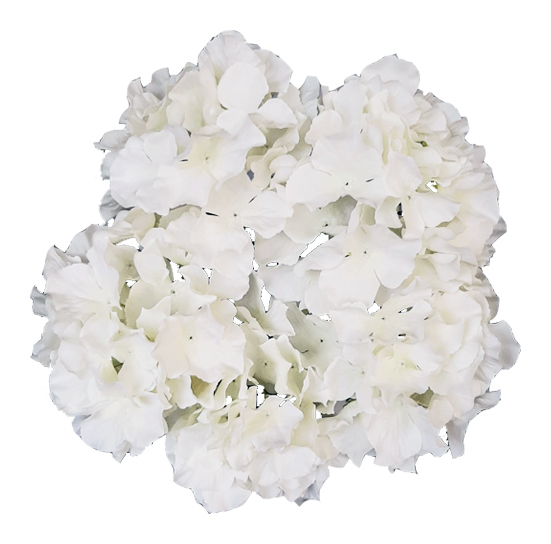Гортензия "WHITE x 5"