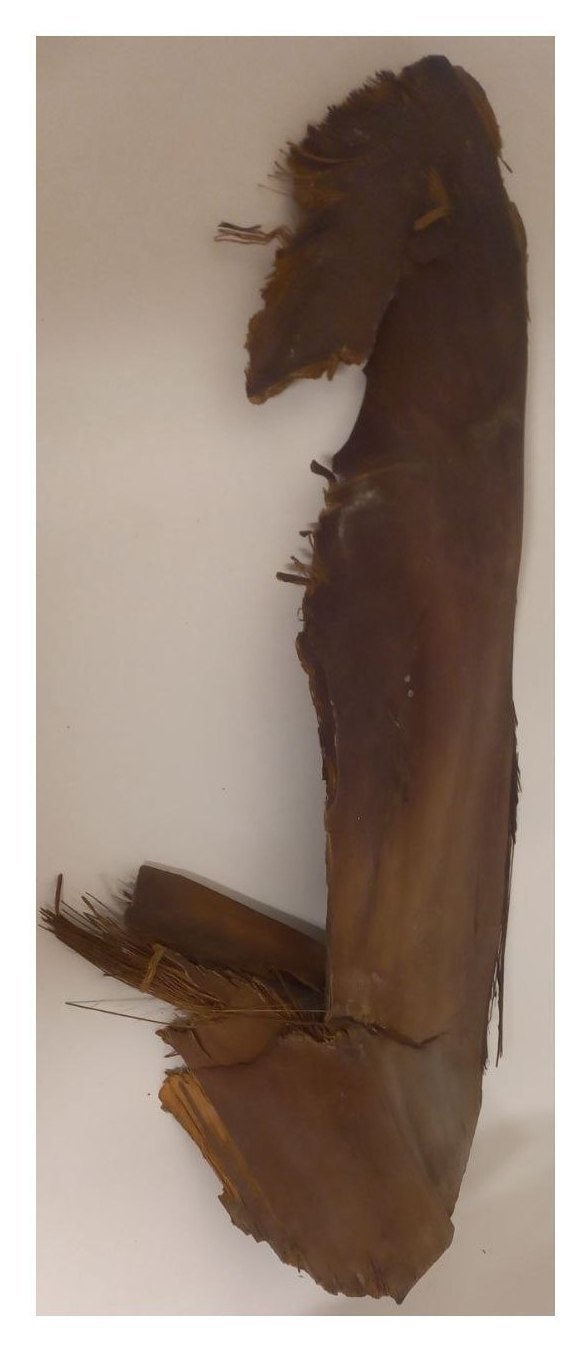 Кора