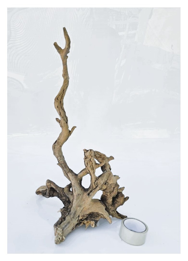 Коряга 1
