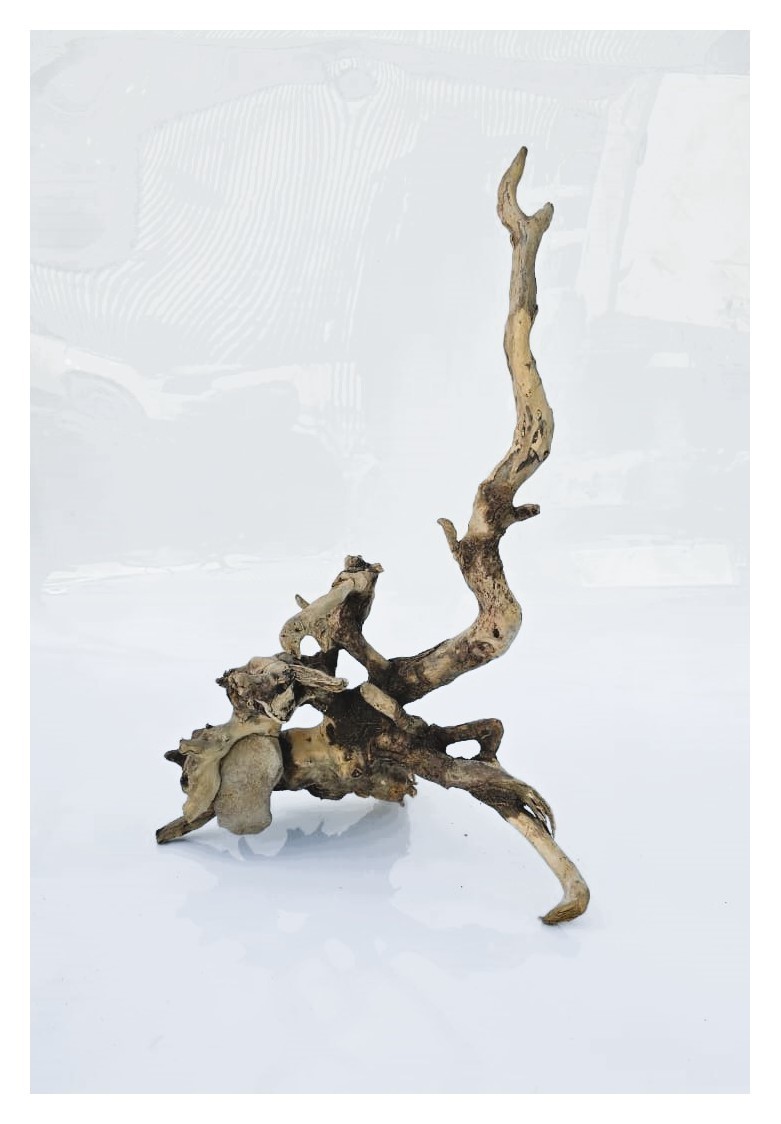 Коряга 1