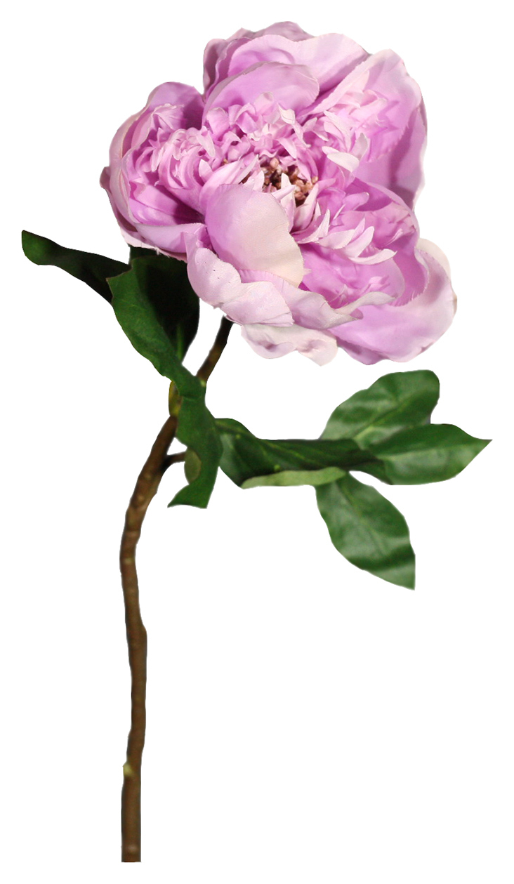 Пион фиолет 58