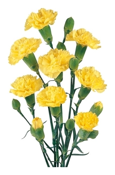 Гвоздика куст Желтая, шт