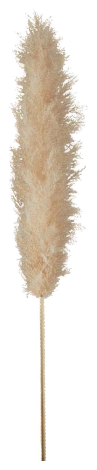 Пампасная трава кортадерия 120-150 см