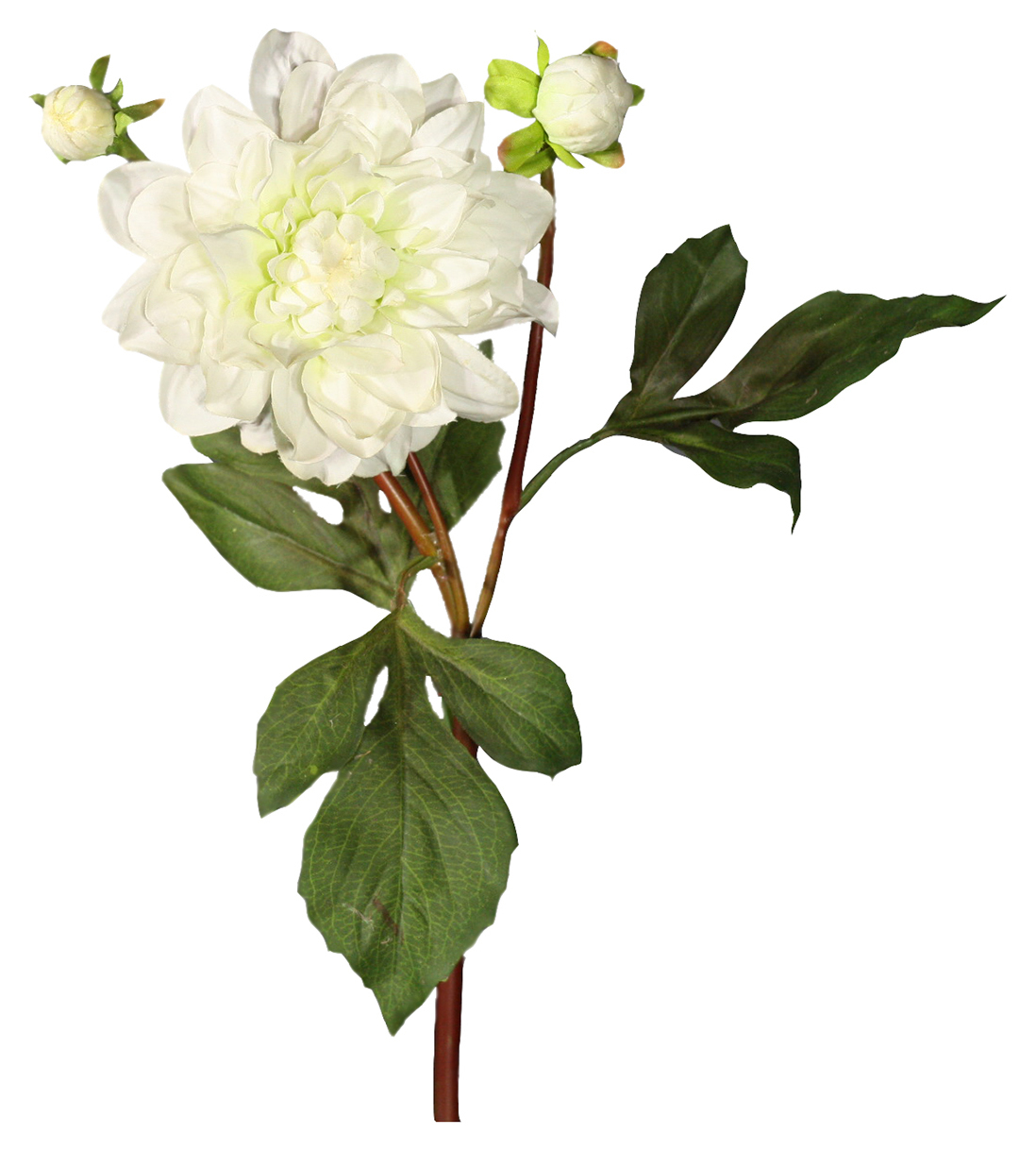 Георгин 35
