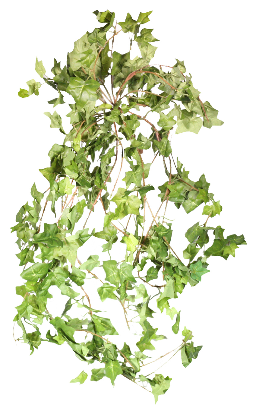 Хидера куст