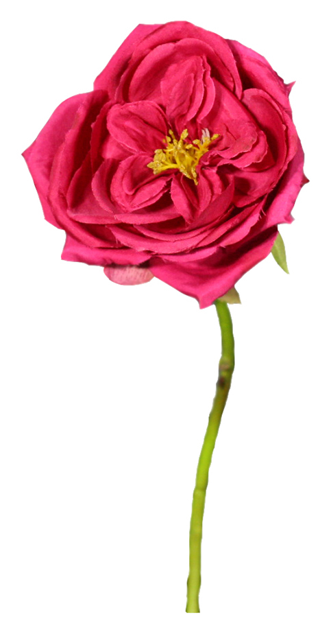 Роза пион 38