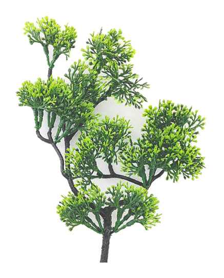 Трахелиум  "GREEN"