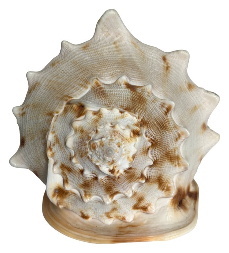 Раковина морская большая